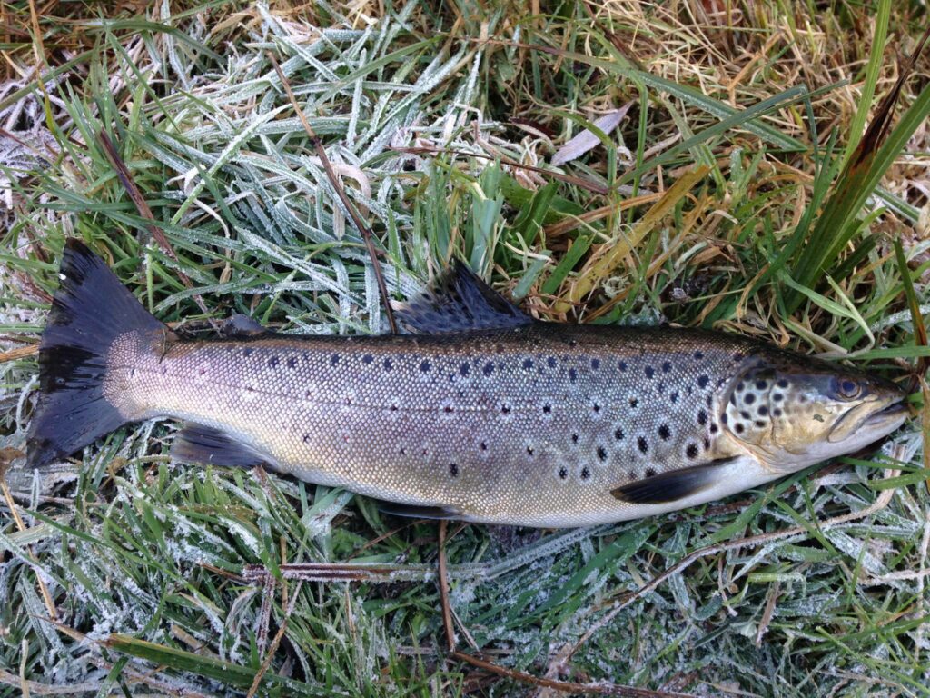 Holbury Lakes Trout Fishery Day Ticket Lakes