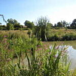 Hemingbrough Pond Rutland Water (Rutland) - Day Ticket Lakes